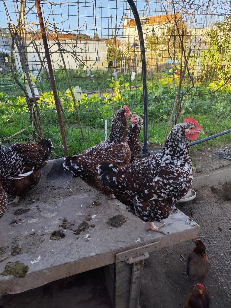 Vendo 3 galinhas triclor pata amarela