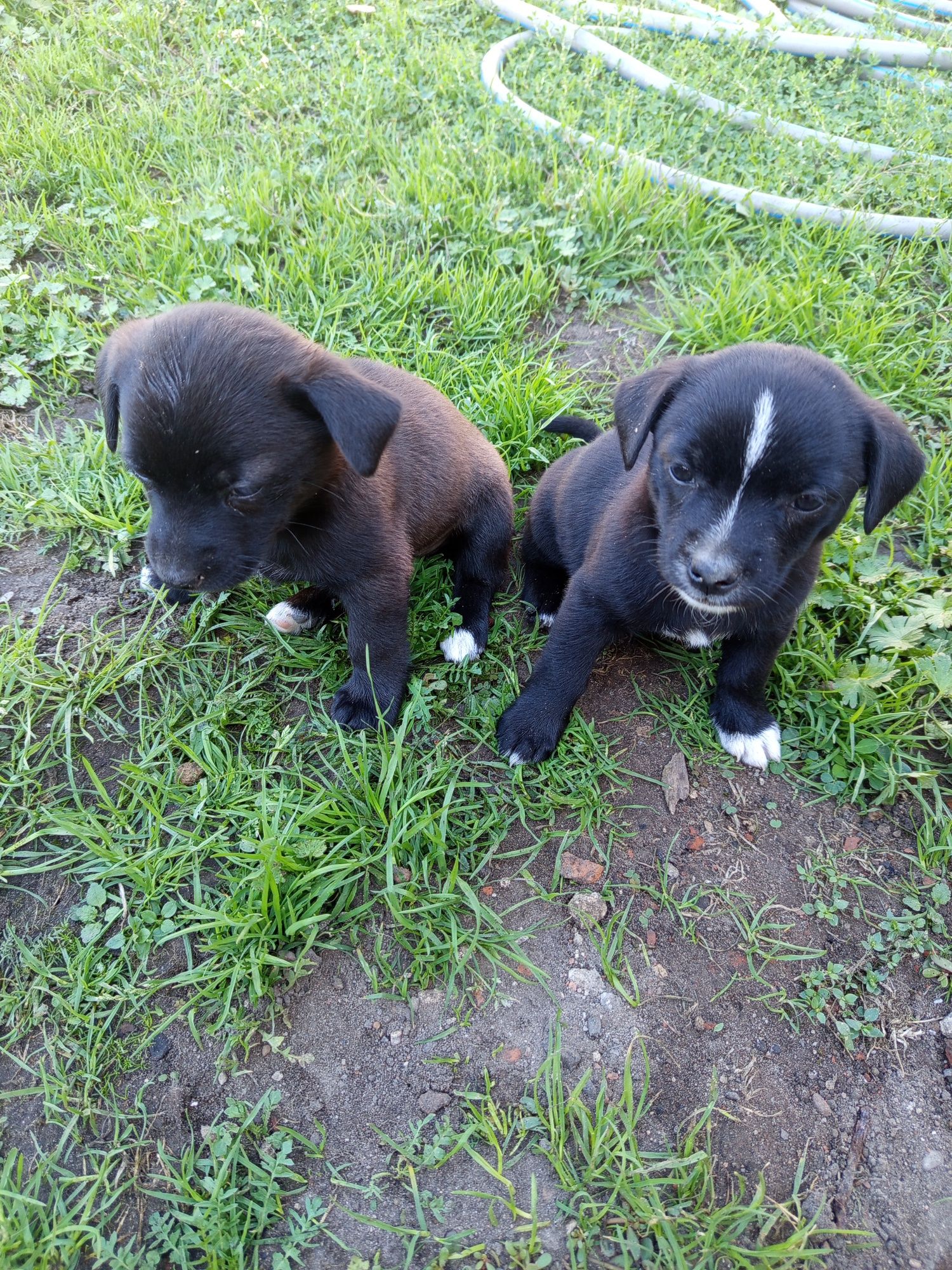 Małe kundelki do adopcji