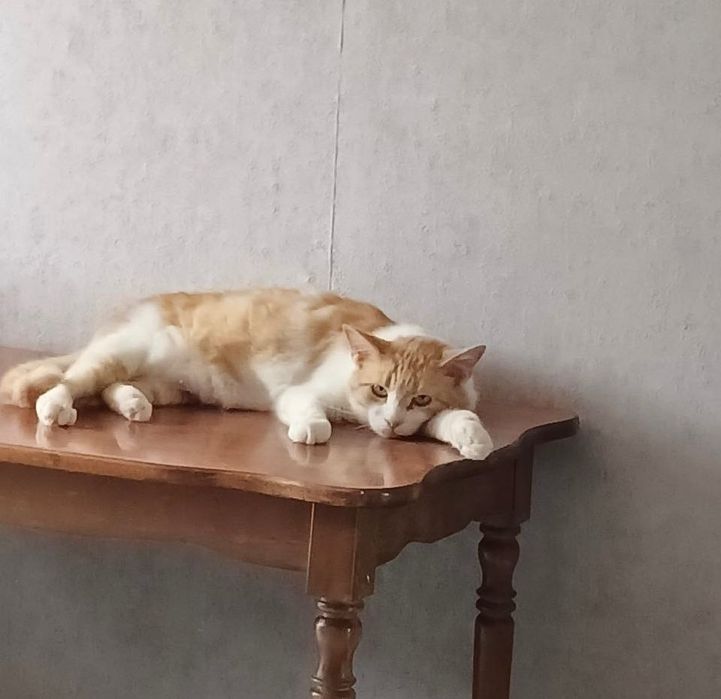 Киця Мальта стерилізована