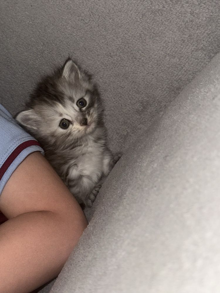 Кошенята шотландські Скотіш страйт