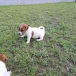 Jack Russell Terrier piesek