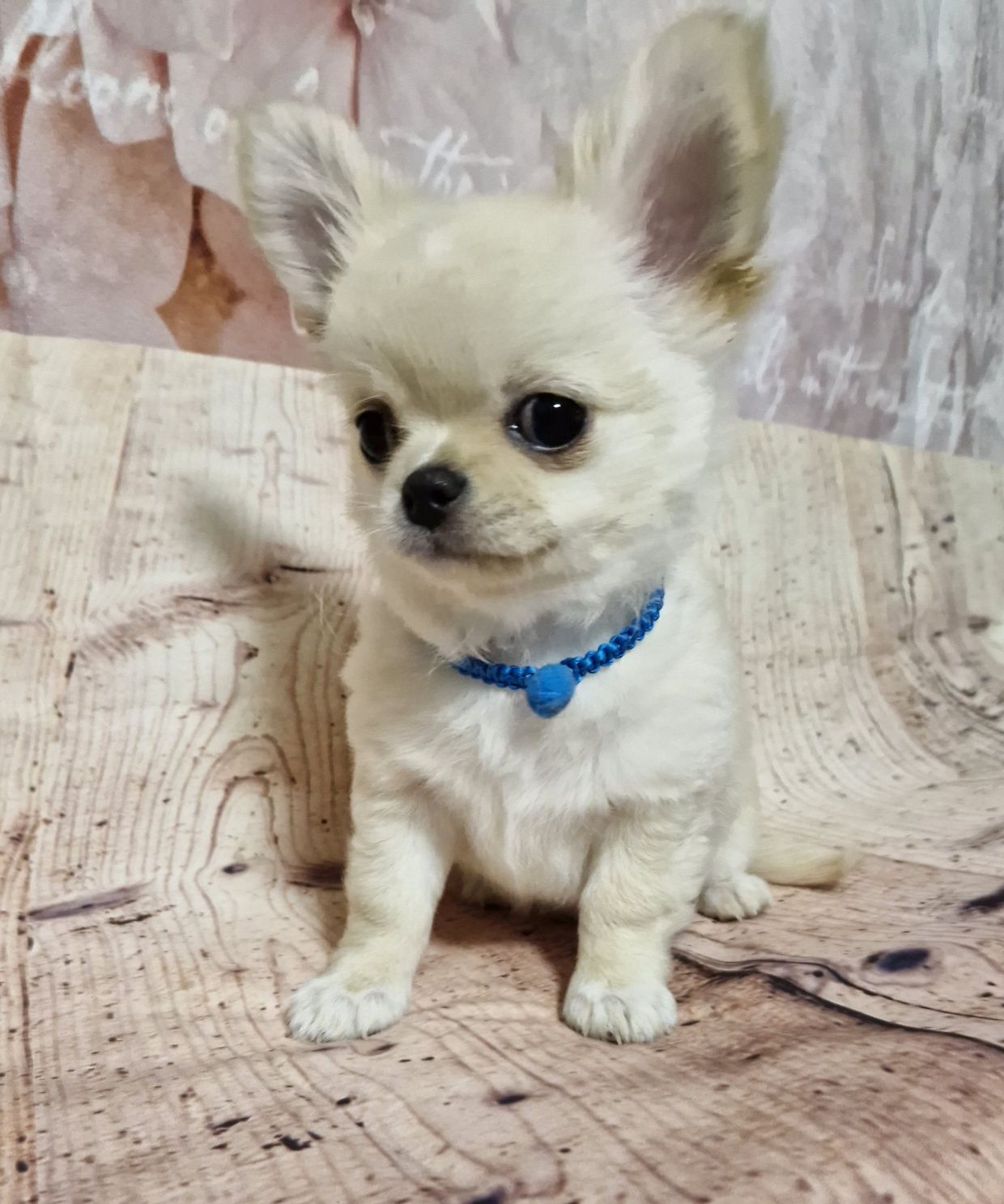 SELFI Chihuahua Długowłosy ZKwP FCI
