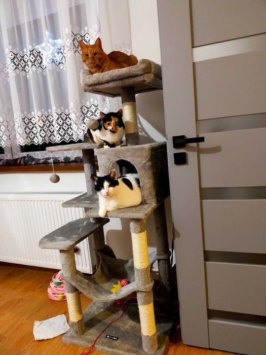 Drapak dla kota Wysoki duży drapak dla kota domek legowisko 143cm NOWY