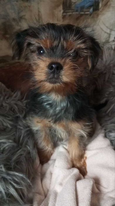 Йоркширский терьер