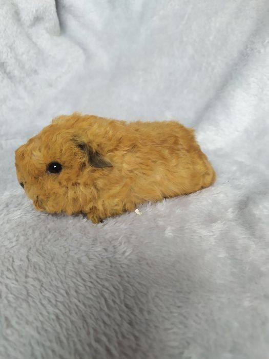 Морские свинки Мерино Тексель из питомника Margosha