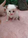 Miot U  Ragdoll do rezerwacji