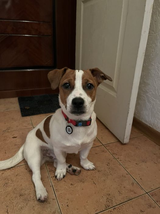 Хлопчик Джек Рассела шукає дівчинку для в'язки у Кропивницькому