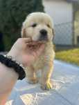 Golden retriever zloty szczeniak piesek zkwp fci