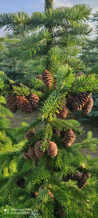 Świerk serbski Picea Omorika 100-300cm