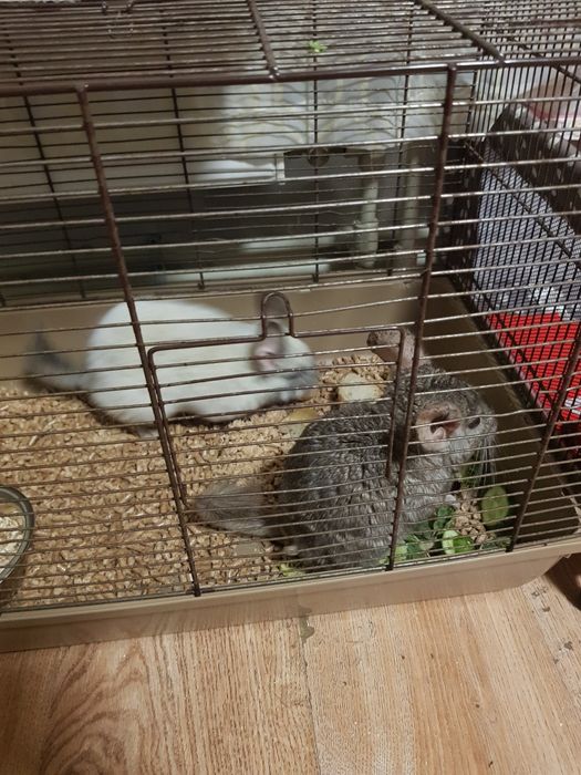 Szynszyle dwie samice