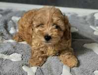 Karmelowy piesek maltipoo