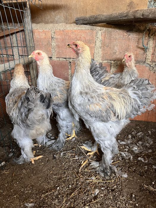 Galos Brahma Isabella