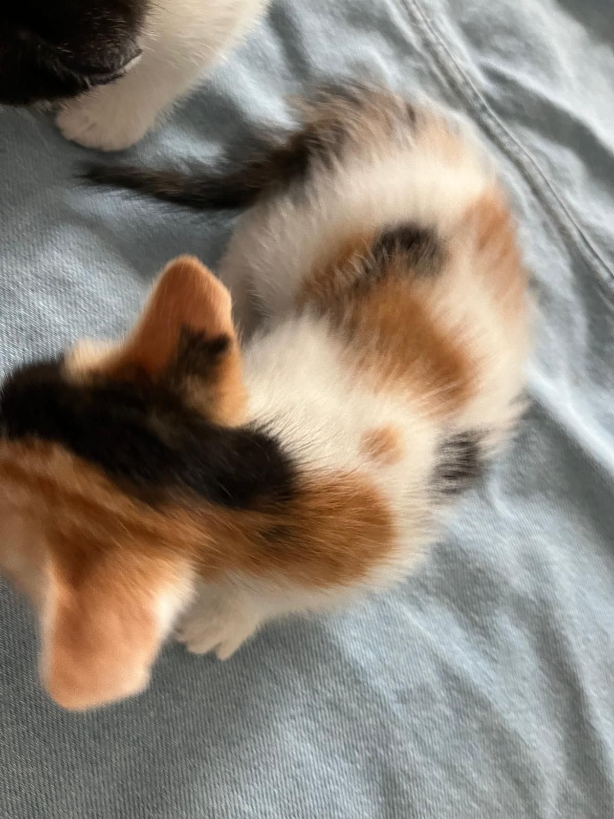Gatos meigos para dar