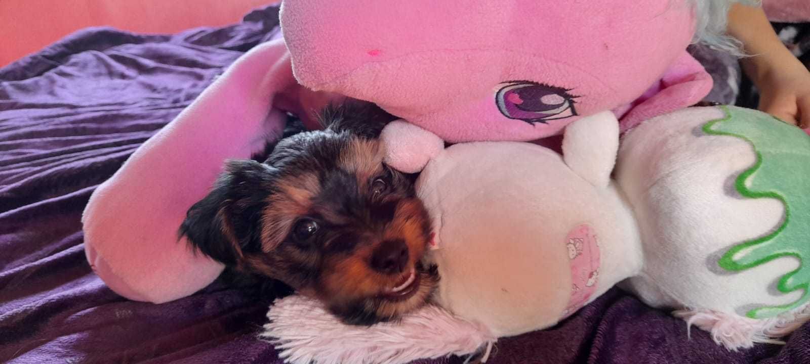 Yorkshire terrier fêmea