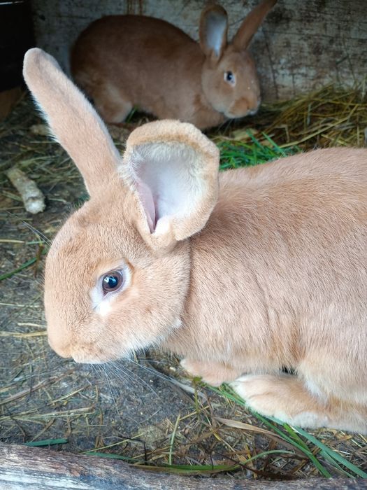 Króliki burgundzkie, samice i samce