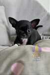 Chihuahua **Sunia**Do Rezerwacji