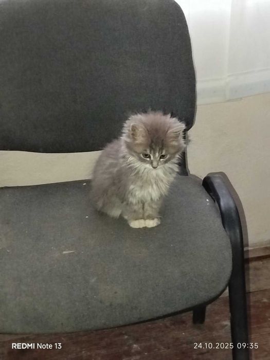 Віддам в добрі руки 2 кошеня