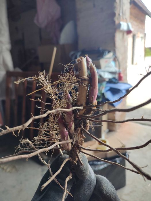 Największe Sadzonki Miskanta Olbrzymi Rhizomy Rizomy