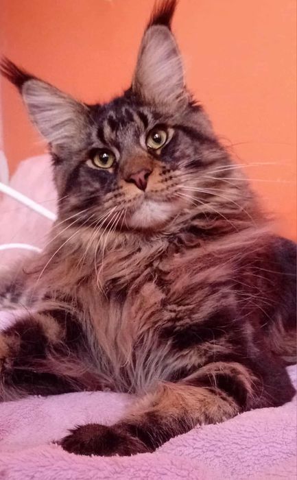 Koteczka Maine Coon z rodowodem