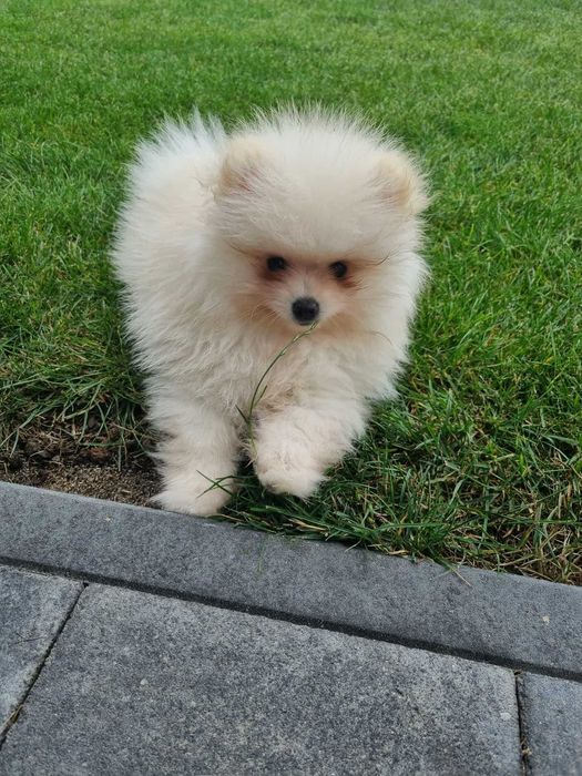 POMERANIAN szczeniak