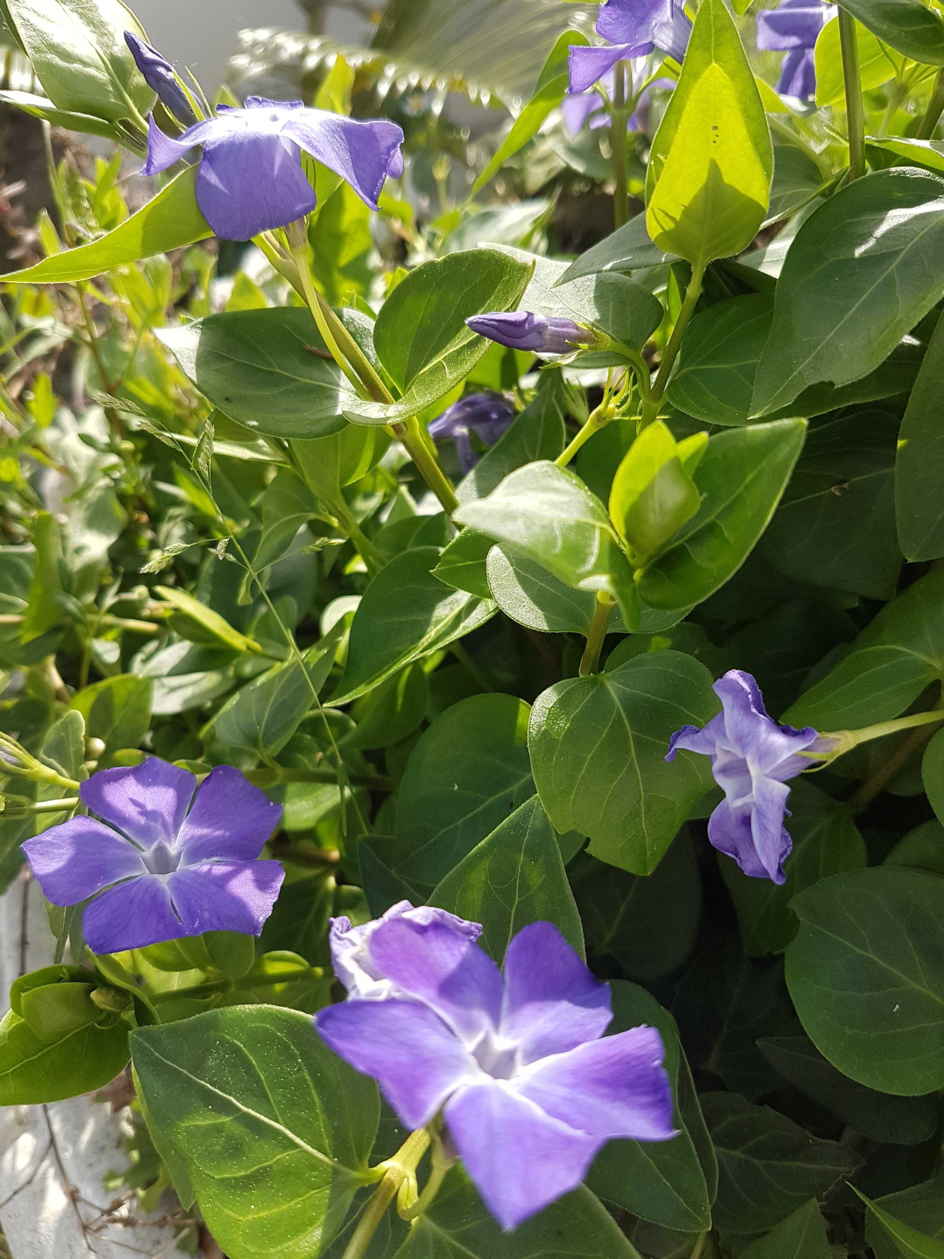 Plantas de Vinca variegada ou nao variegada