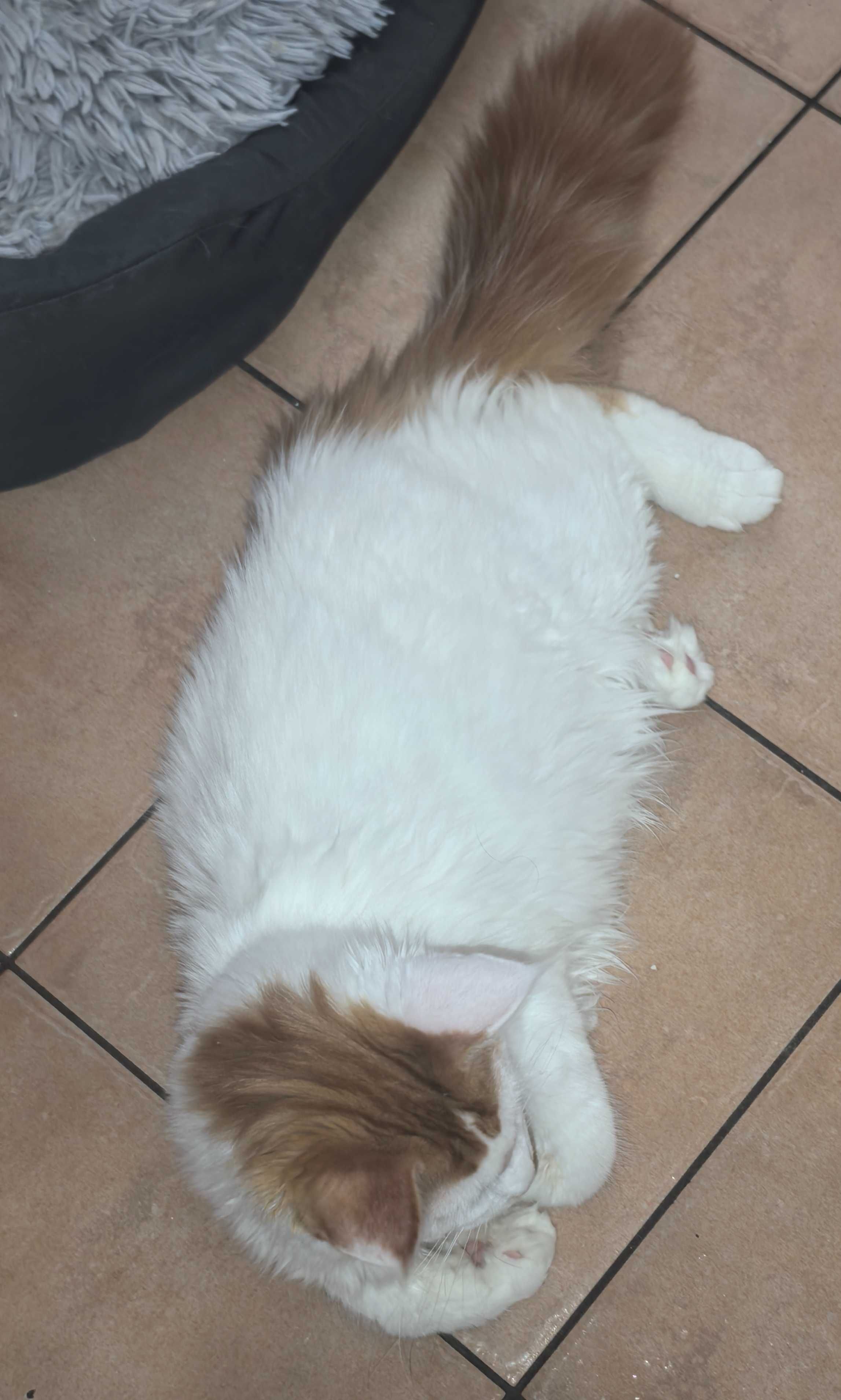 Kotęta Maine Coon