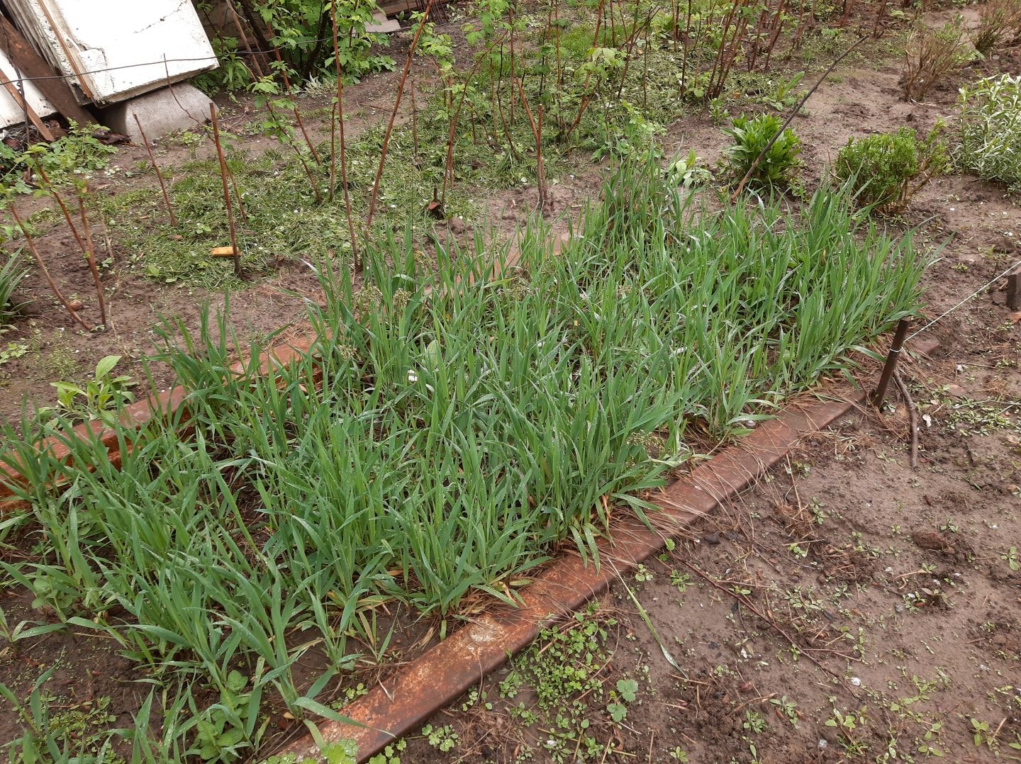 Трава зубровка, для посадки на городі, балконі.