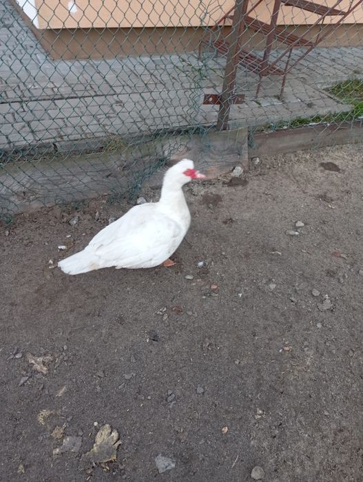 Качки важка лінія молодняк