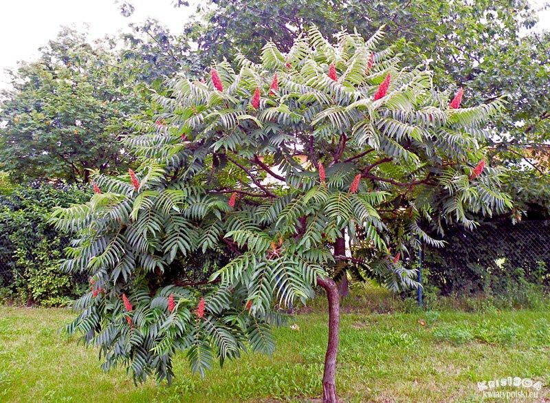 Sumak octowiec, polskie piękne drzewko, palma 5m