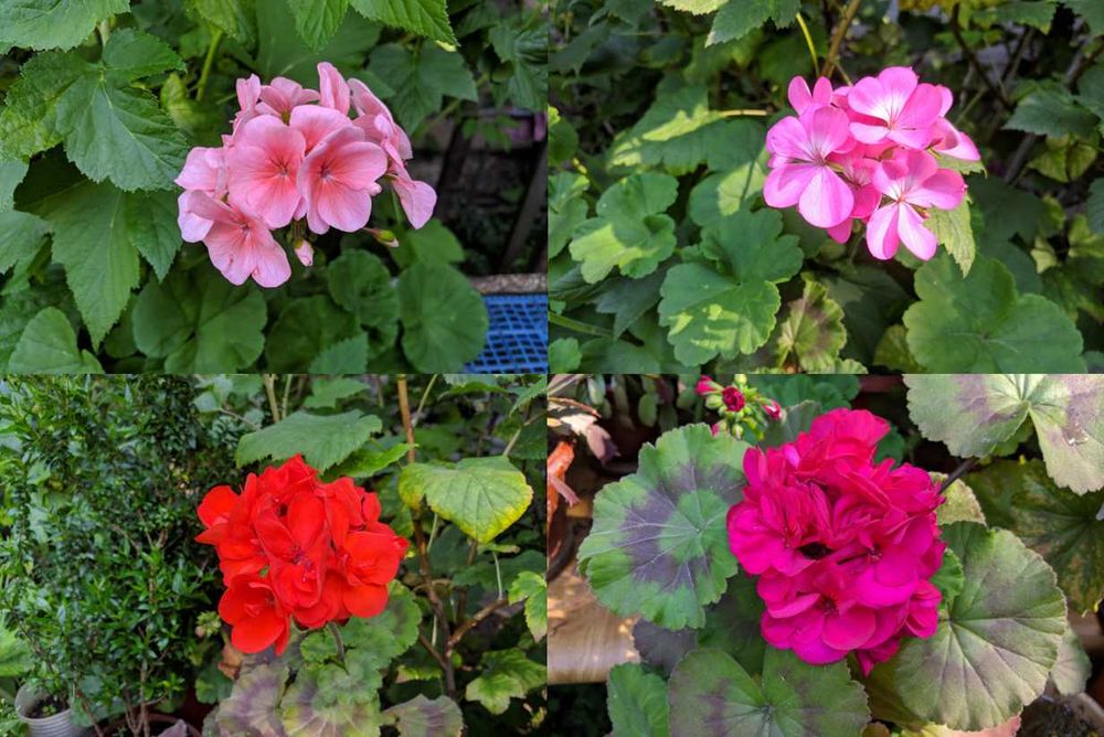 Герань пеларгонія калачики кімнатні рослини