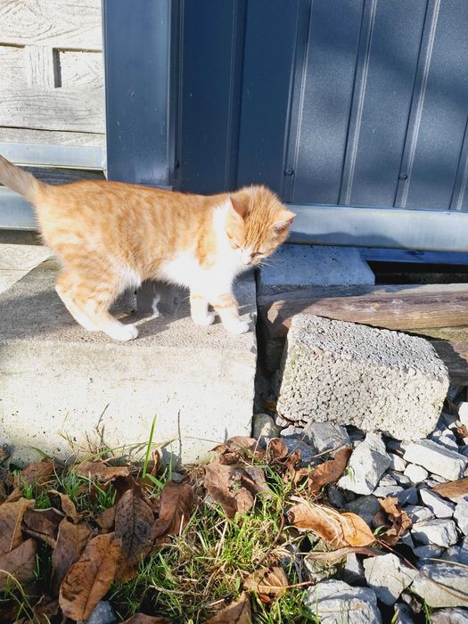 Oddam w dobre ręce , piękne kotki