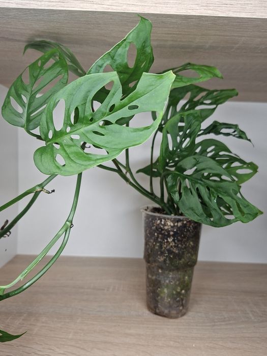Monstera Laniata
