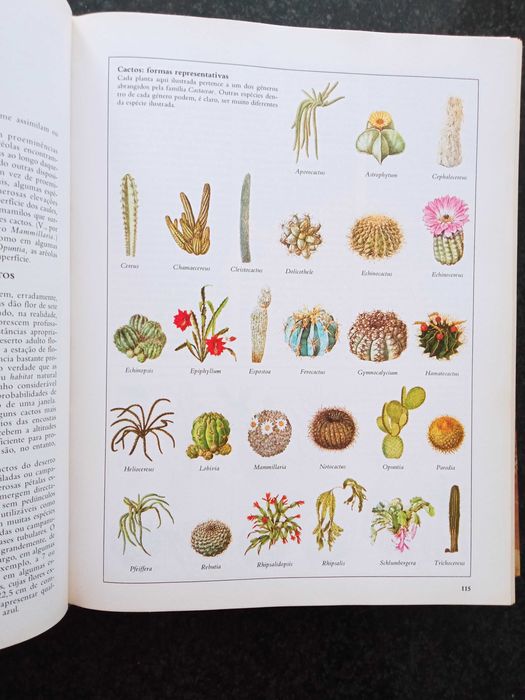 Plantas de interior de casa