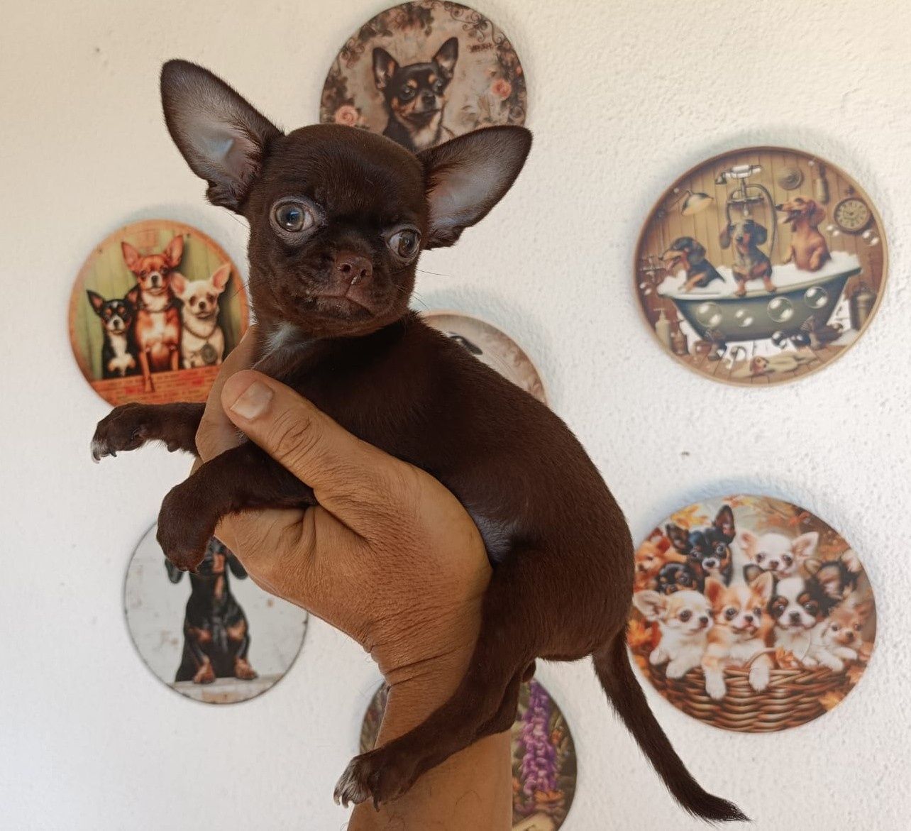 Chihuahua machinho mini