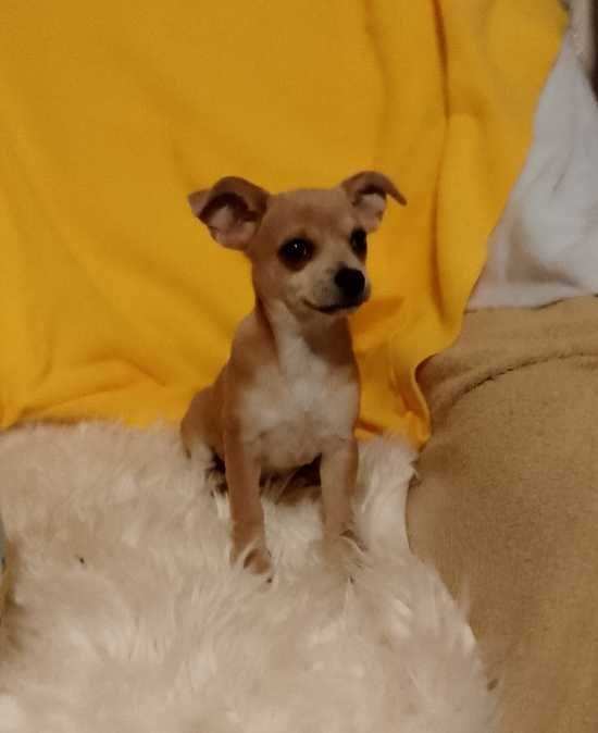 Chihuahua dziewczynka