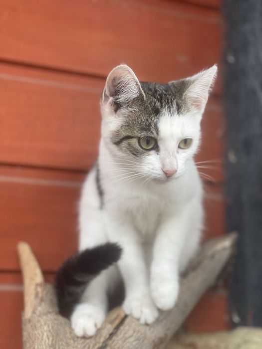 Milka do adocji . Cudna koteczka