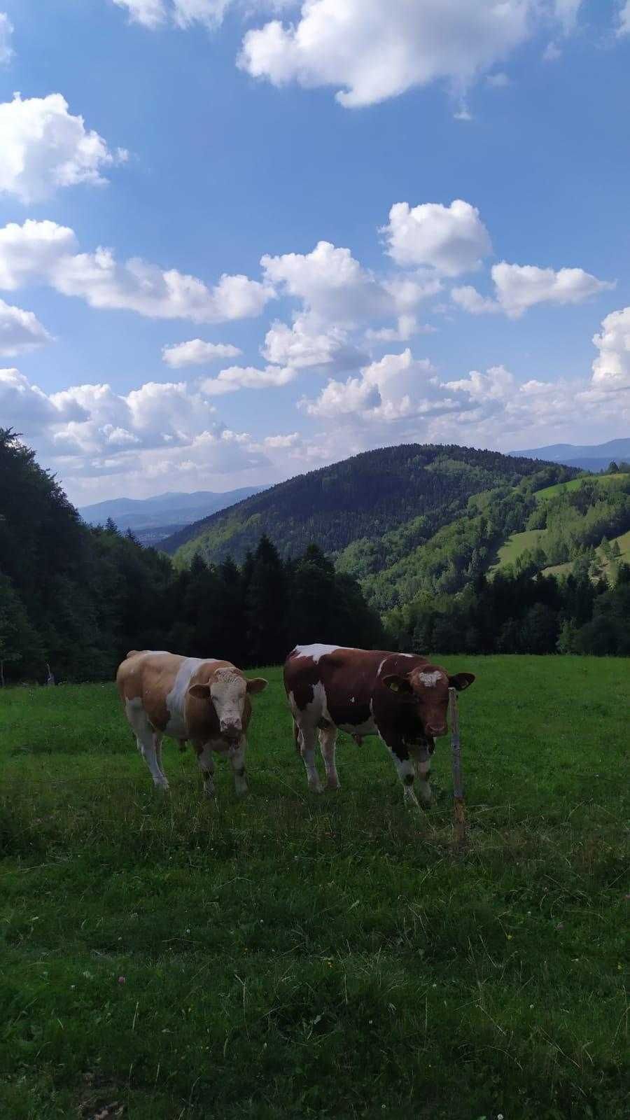 Domek do wynajęcia na Margoni* Beskidy *6 os.