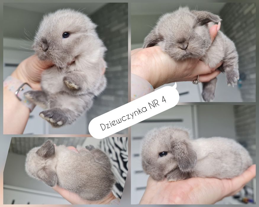 Mini lop królik króliczek baranek miniaturka Czip szczepienie
