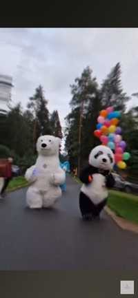 Biały miś Panda( 3m )atrakcje na imprezy wesela urodziny występy w