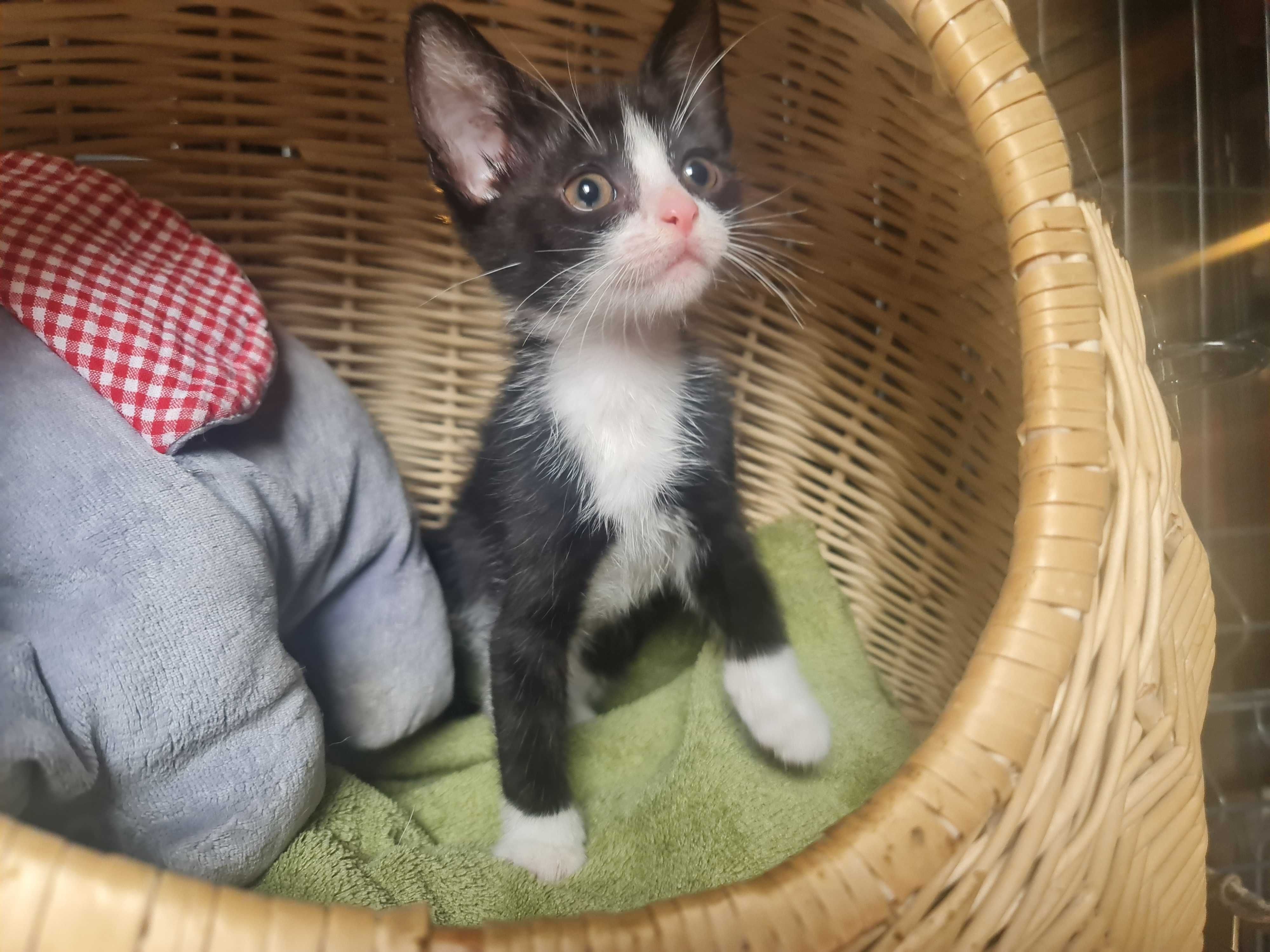 Tom ma 8 tygodni i jest zjawiskowy