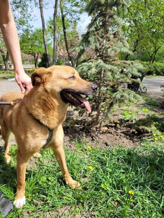 Отдам даром в добрые руки собаку метис овчарки