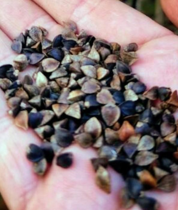 Gryka nasiona, nie pryskana 5 ton