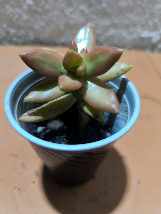 Suculentas em vaso 2