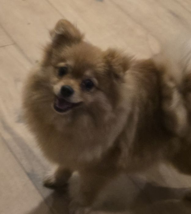 Pomeranian suczka szpic miniaturowy zkwp FCI