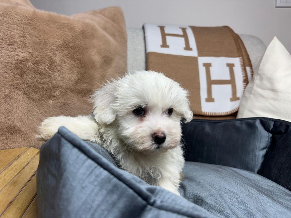 maltanczyk szczeniak