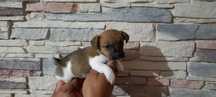 Jack Russell terrier de pelo curto e pata curta
