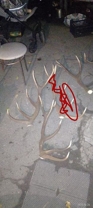 Продам рога оленя