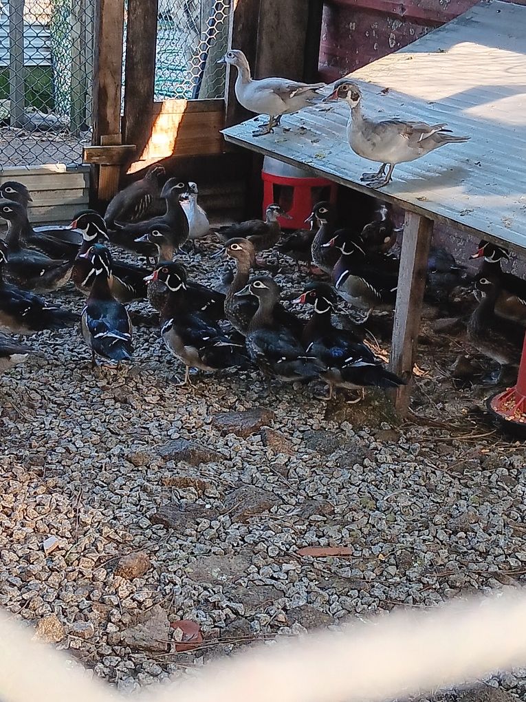 Patos ornamentais 2025