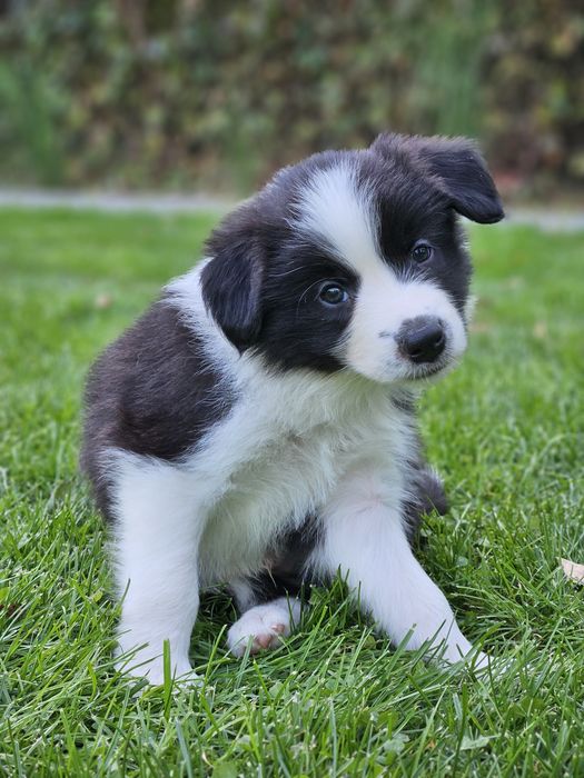 Szczenięta Border Collie ZKwP/FCI