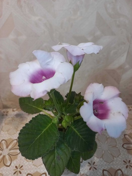 Комнатное растение Глоксиния